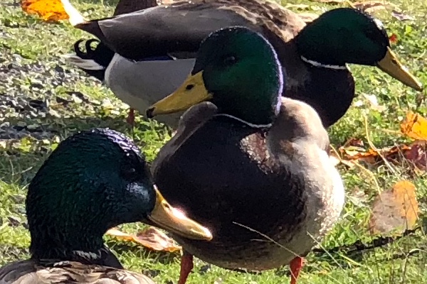 iPhoneXDuck